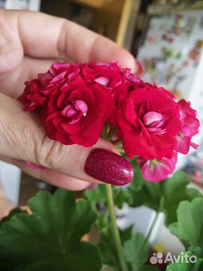 Сортрвая пеларгония Norrlan