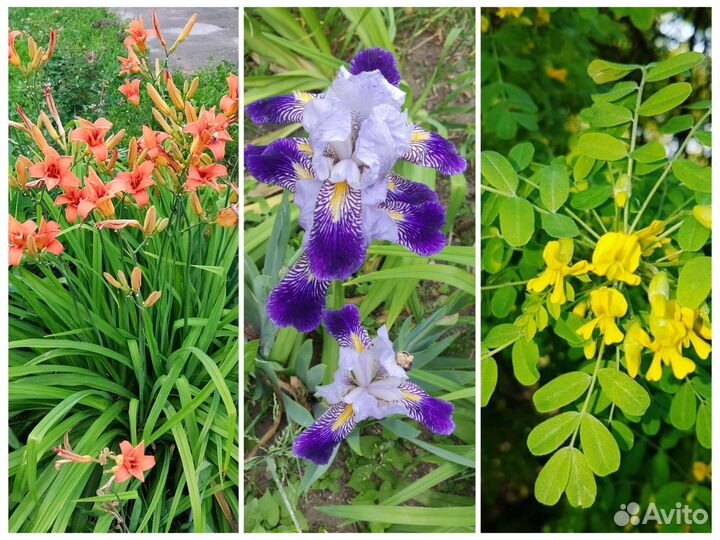 Отдам растения лилейник, ирис, акация