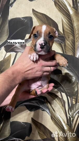 Американский стаффордширский терьер