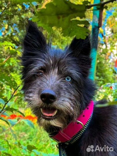 Девочка - терьер в добрые руки