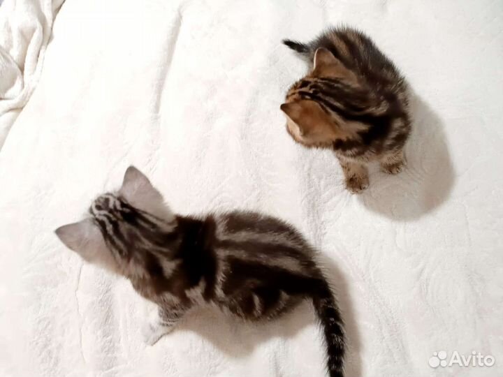 Британские котята