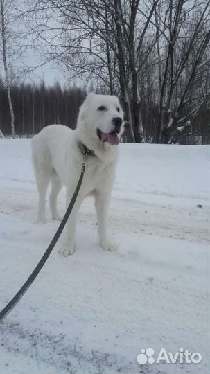 Собаки бесплатно