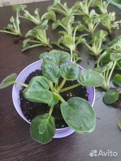 Детки сортовых фиалок