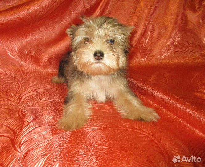 Девочки йорка