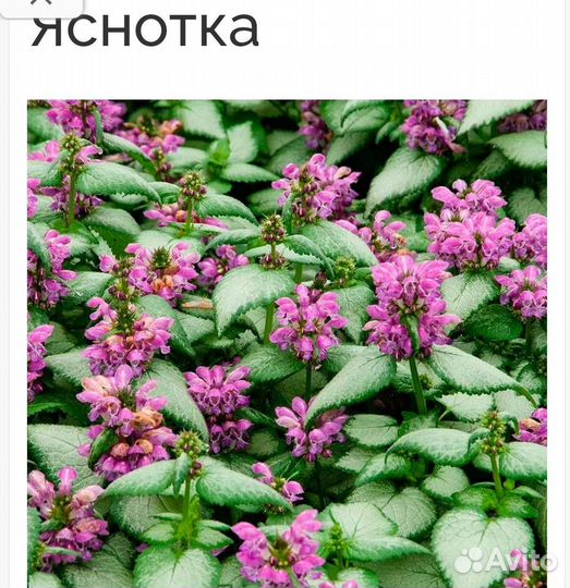 Садовые эксклюзивные цветы