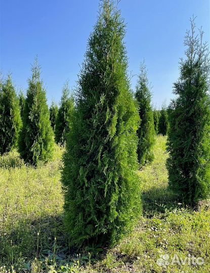Туя западная Колумна