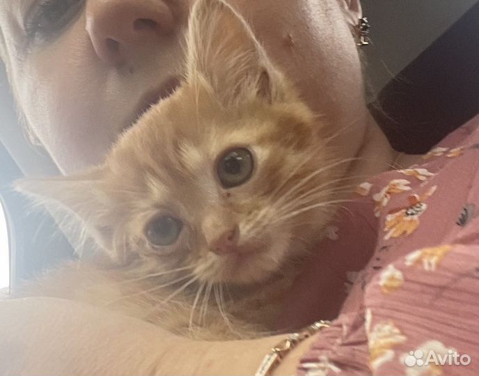 Котенок, рыжий котик в дар