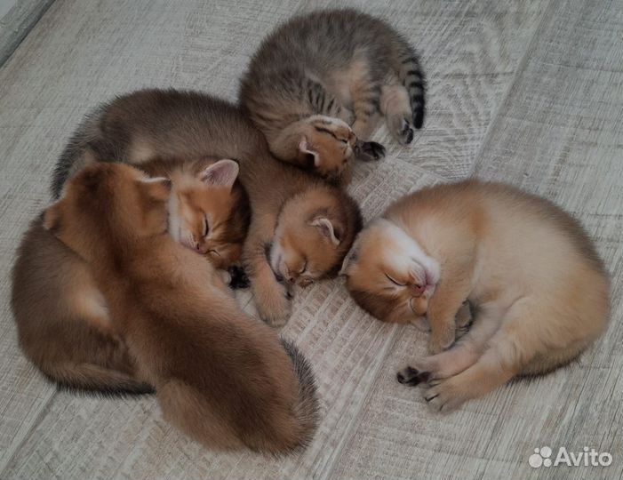 Шотландские котята