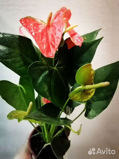 Антуриум алоха оранж