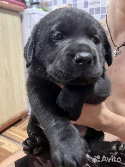 Щенки лабрадора