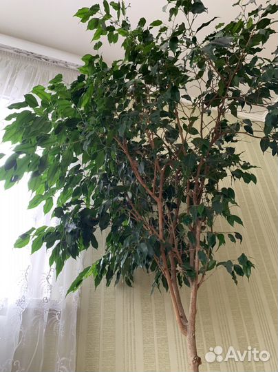 Фикус Бенжамина