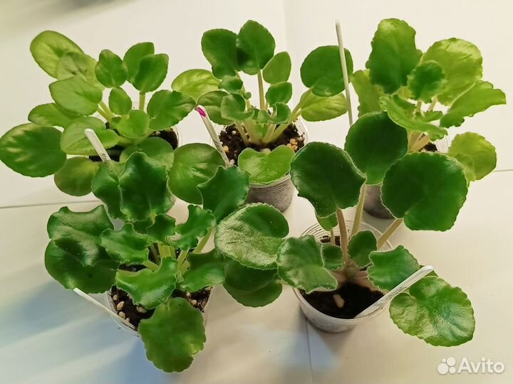 Наборы деток сортовых фиалок