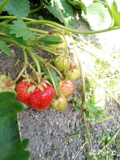 Саженцы клубники