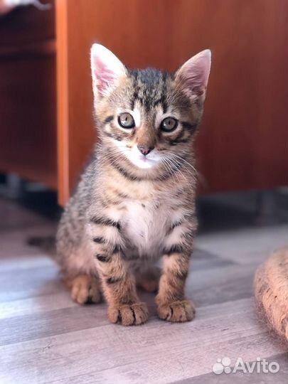 Котёнок ангелочек Ирис