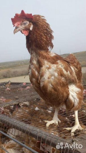 Куры несушки