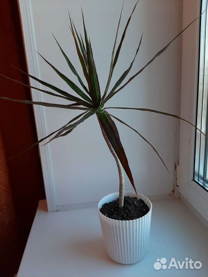 Комнатные цветы драцена