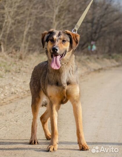 Стелла, 1 год. Стерилизована. Привезём на испыт. с