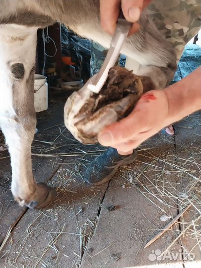 Расчистка копыт