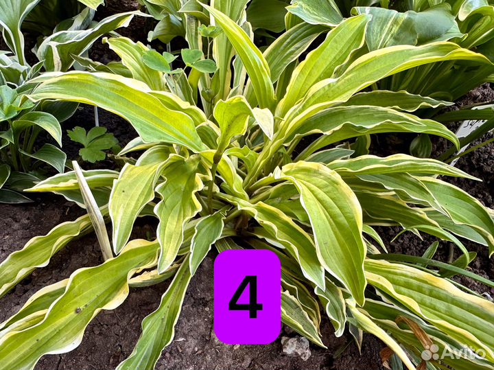 Хосты Волнистые, вафельные и голубые