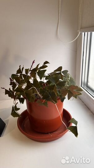 Комнатные растения цветы