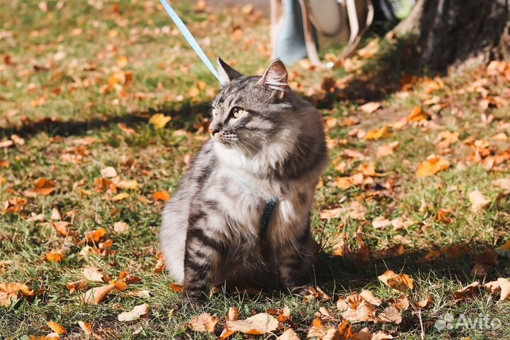Кот вязка