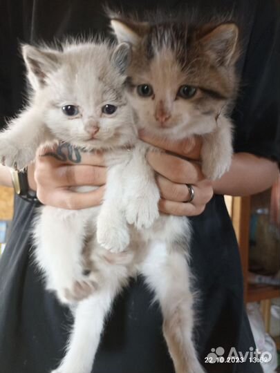 Кошки бесплатно