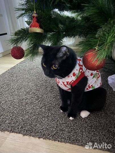 Новогодний костюм для питомца