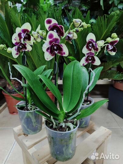 Орхидея с мутацией пелор