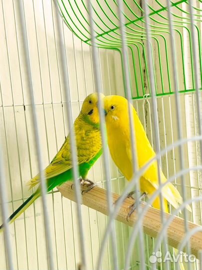 Волнистые попугаи с клеткой