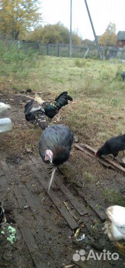 Индюки и Петухи
