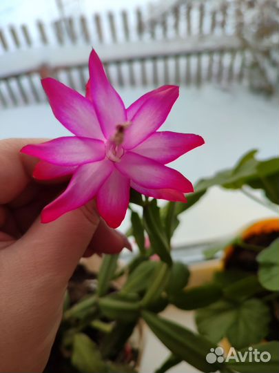 Декабрист шлюмбергера