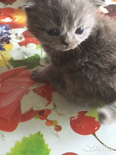 Котята Британские