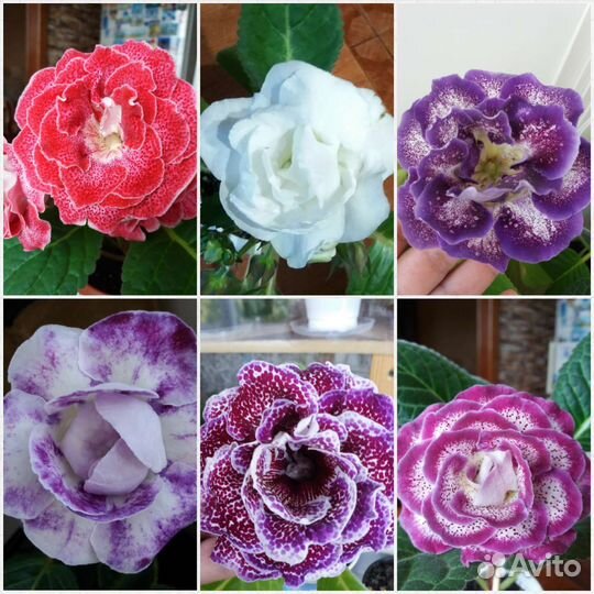 Глоксинии сортовые