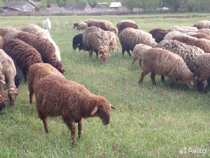 Курдючные бараны овцы