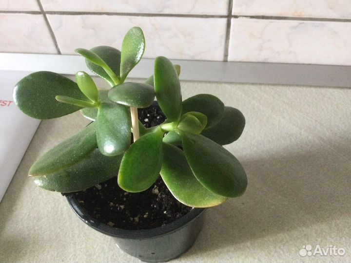 Просто цветы