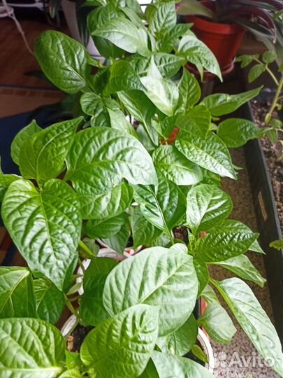 Перец сладкий Красный бык