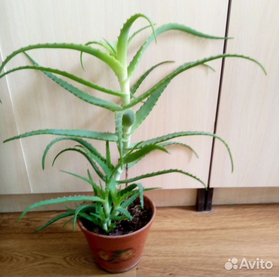Комнатные цветы