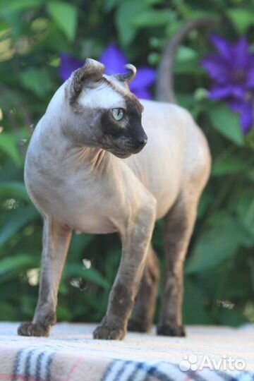 Шикарный кот Эльф на вязку