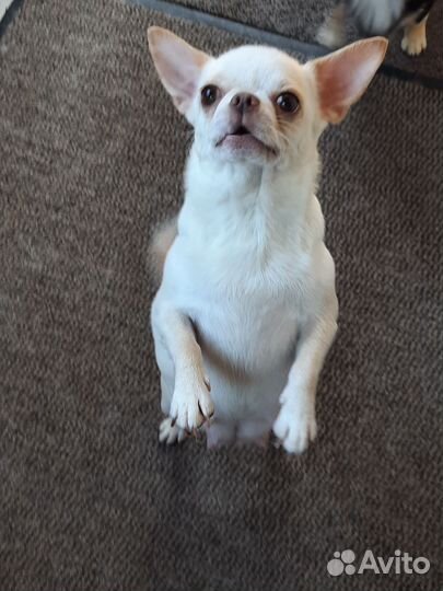 Взрослая девочка чихуахуа