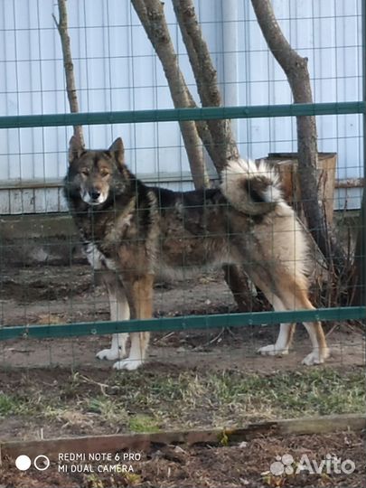 Щенки западно сибирской лайки
