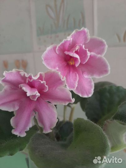 Детки и стартеры сортовых фиалок