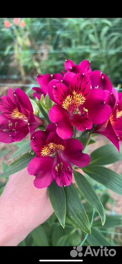 Цветы оптом