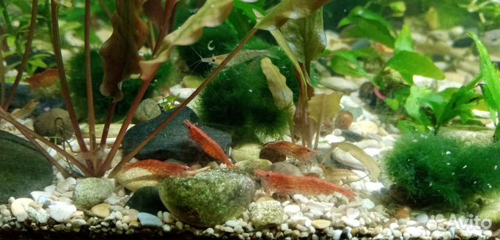 Креветки вишня