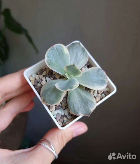 Echeveria ice age, Decora, gigantea