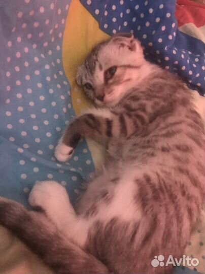 Котята метисы