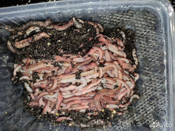 Червь Дендробена Венета 500г для рыбалки и удобрен