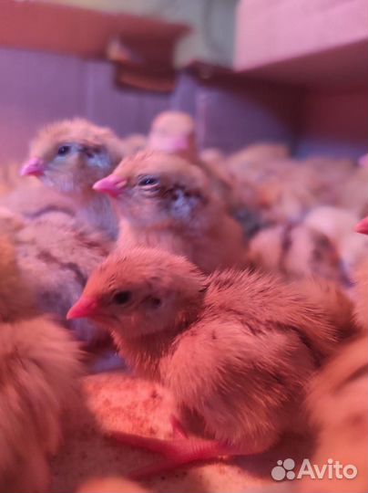 Перепела, перепелята