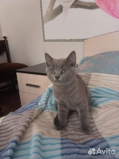 Кошечка помесь британец с шотландкой