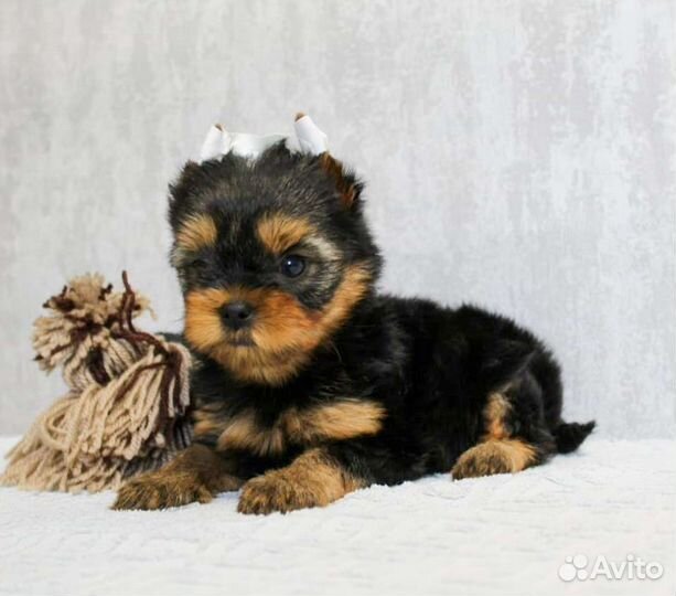 Йоркширский терьер мальчик