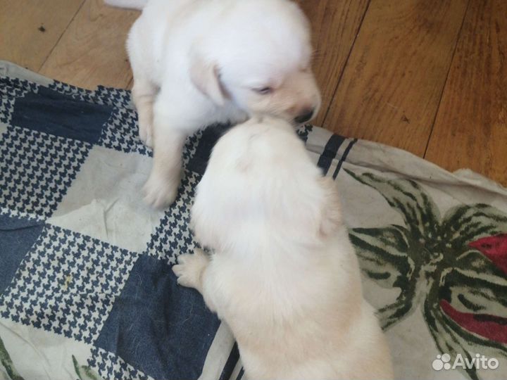 Щенки Лабрадора Ретривер,чистокровные